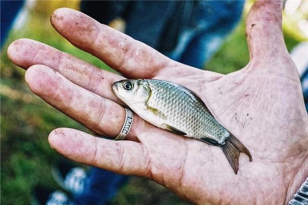 夢見鯽魚 捉鯽魚